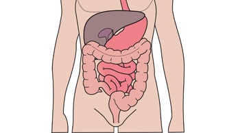 Comprendre votre système digestif et urinaire